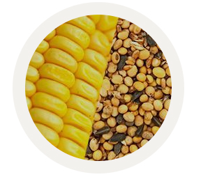 The Andersons Corn and Feed Grains