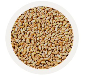 The Andersons Wheat Grains